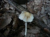 Psathyrella leucotephra image