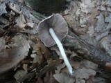 Psathyrella leucotephra image