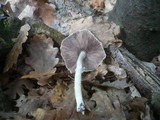 Psathyrella leucotephra image