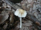 Psathyrella leucotephra image
