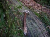 Lactarius lignyotus image