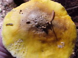 Amanita augusta image