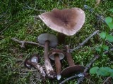 Lactarius lignyotus image