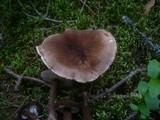 Lactarius lignyotus image