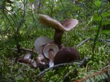 Lactarius lignyotus image