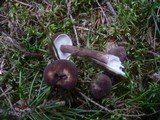 Lactarius lignyotus image