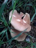 Clitocybe tarda image