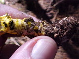 Amanita augusta image