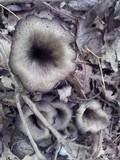 Craterellus fallax image