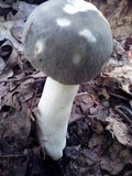 Russula parvovirescens image