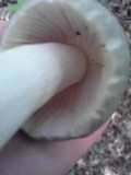 Russula parvovirescens image