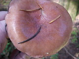Gomphidius subroseus image