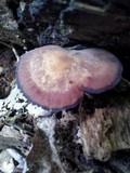 Callistosporium purpureomarginatum image