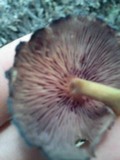 Callistosporium purpureomarginatum image