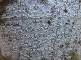 Pertusaria pustulata image
