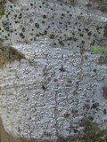 Pertusaria pustulata image