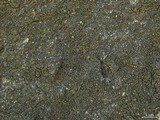 Lepraria santamonicae image