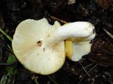 Russula ochroleucoides image