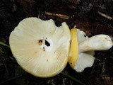Russula ochroleucoides image