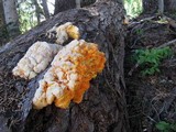 Laetiporus conifericola image