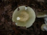 Russula aeruginea image