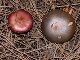 Chroogomphus ochraceus image