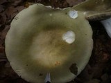 Russula aeruginea image