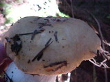Russula sororia image
