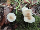 Mycena galericulata image
