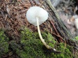Mycena galericulata image