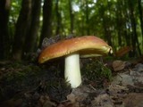 Russula aurea image