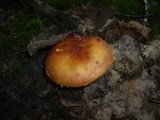 Russula aurea image