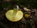 Russula aurea image