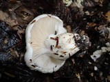 Hygrophorus sordidus image