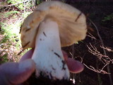 Russula sororia image