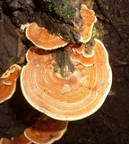 Rigidoporus microporus image