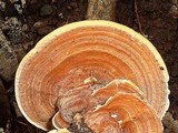 Rigidoporus microporus image