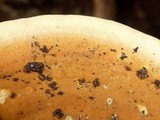 Rigidoporus microporus image