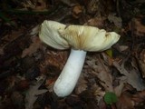 Russula carpini image