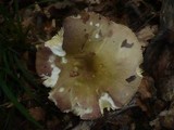 Russula carpini image