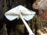 Leucocoprinus cretaceus image