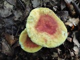 Russula flavisiccans image