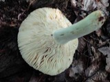 Russula flavisiccans image