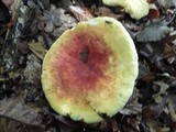 Russula flavisiccans image