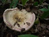 Russula carpini image