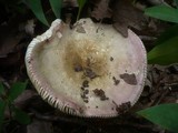 Russula carpini image