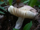 Russula carpini image