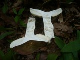 Russula carpini image