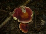 Russula decipiens image