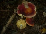 Russula decipiens image